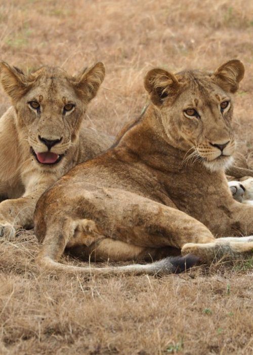 Kenya Wildlife Safaris Tour