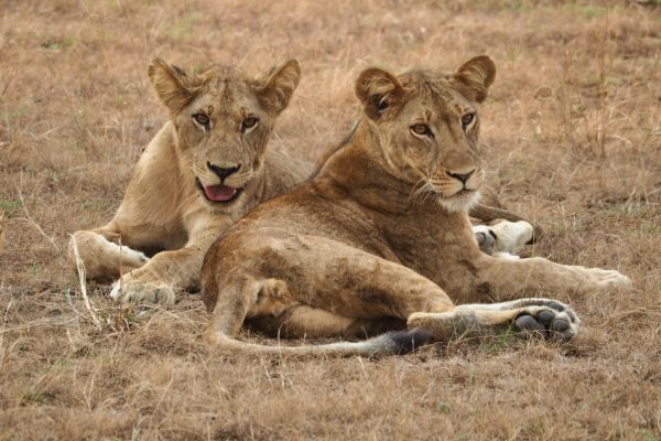 Kenya Wildlife Safaris Tour