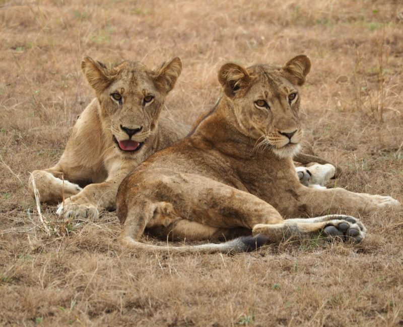 Uganda Safari Trip