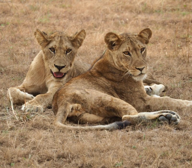 Kenya Wildlife Safaris Tour
