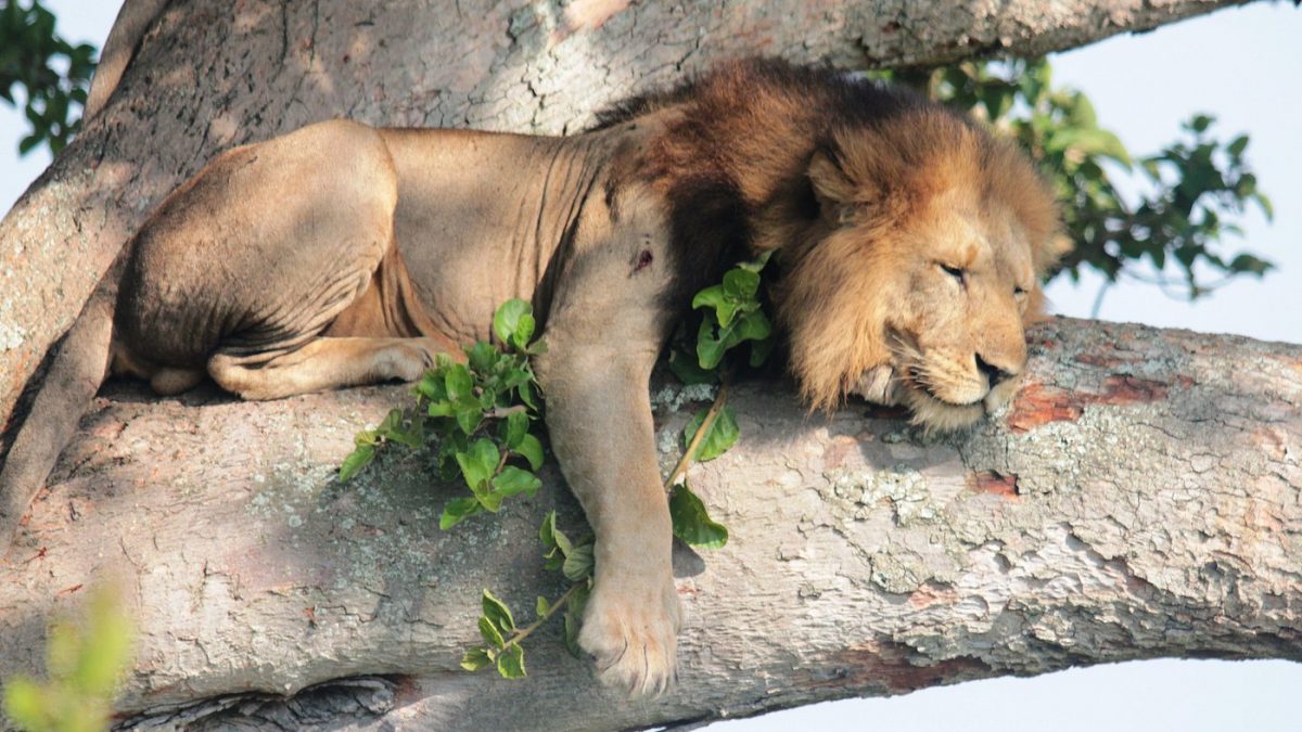 Tree Climbing Lions