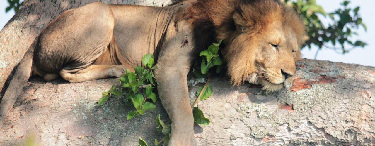 12-Day Uganda Fly-in Safari