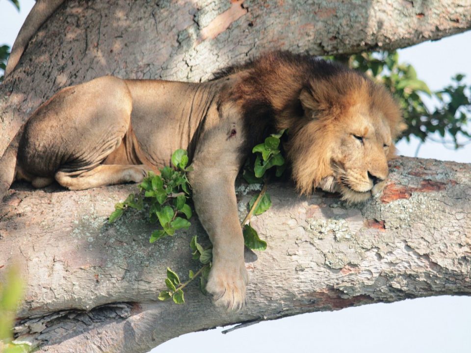 Tree Climbing Lions