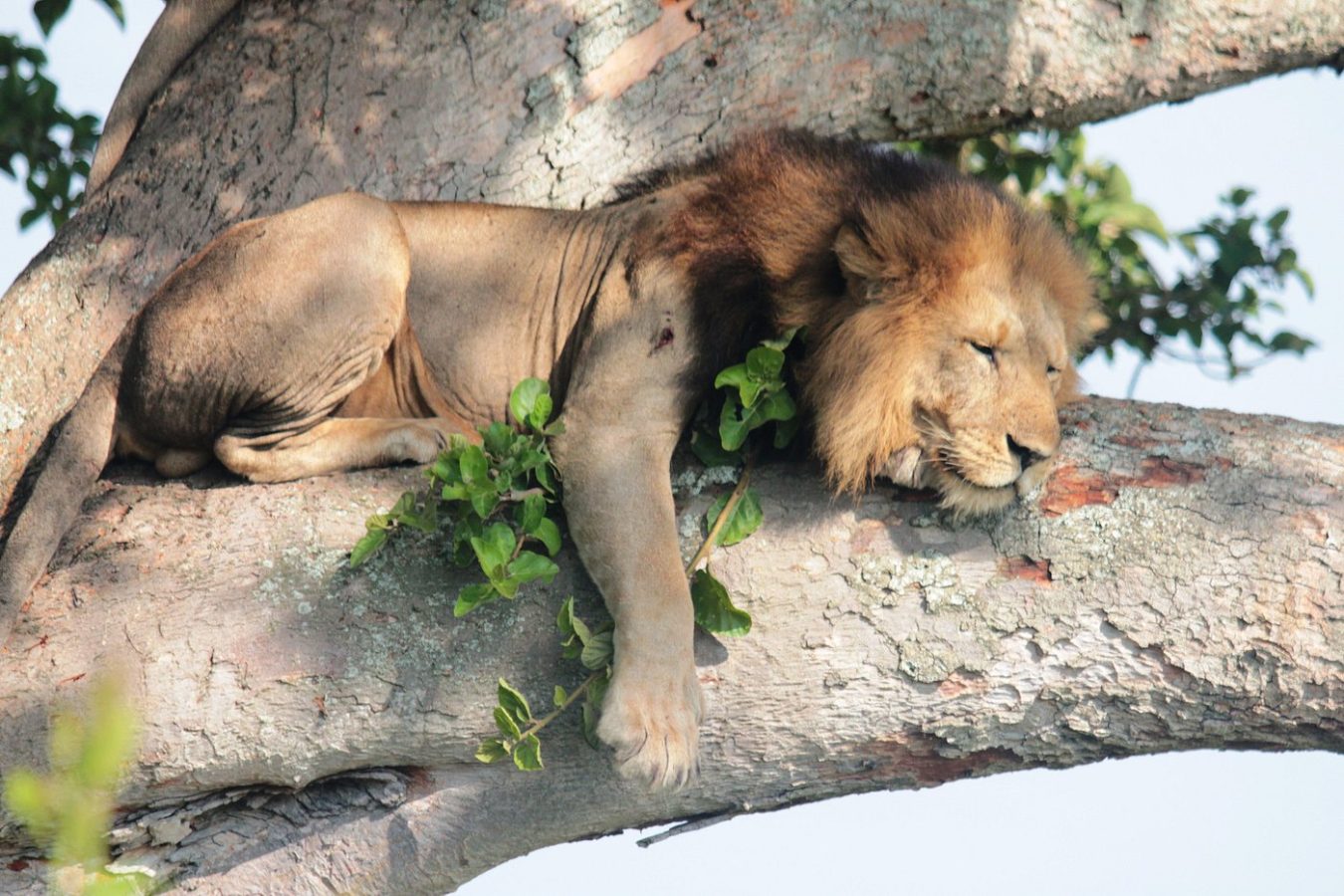 Tree Climbing Lions