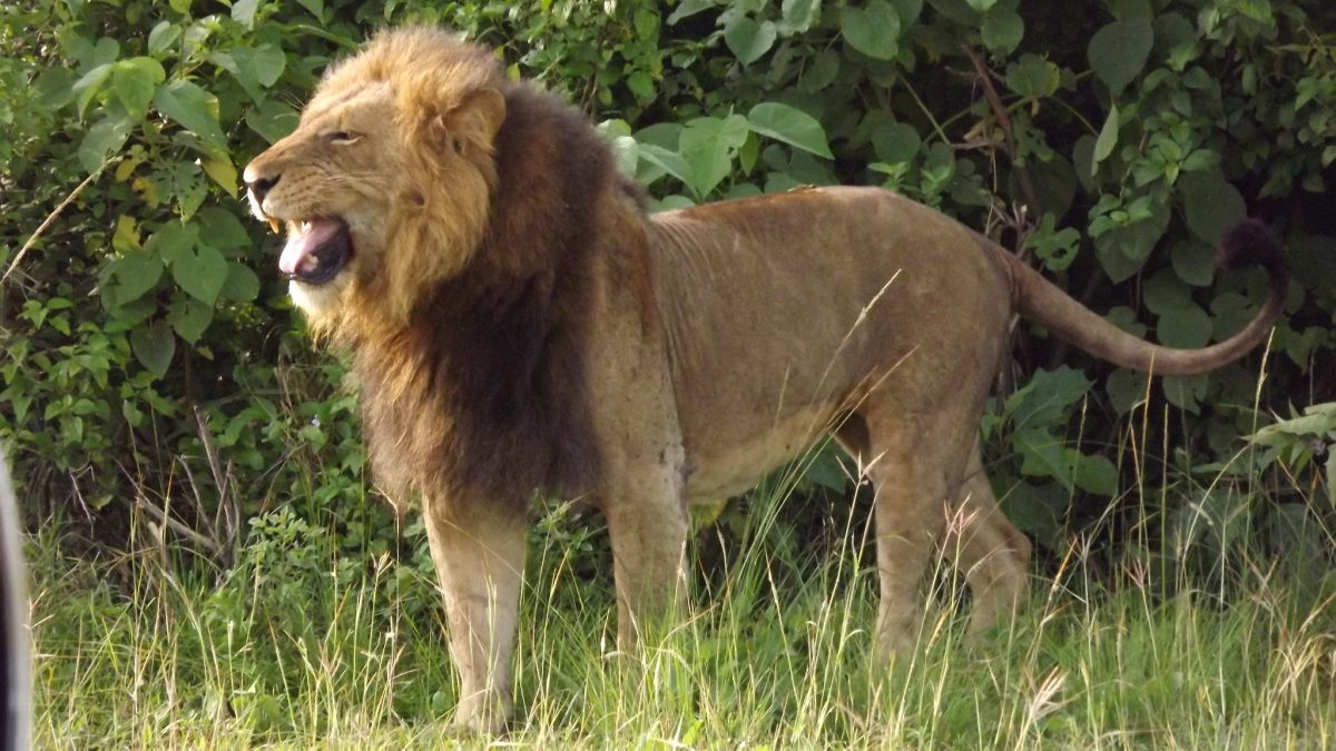 10-Day Uganda Fly-in Safari