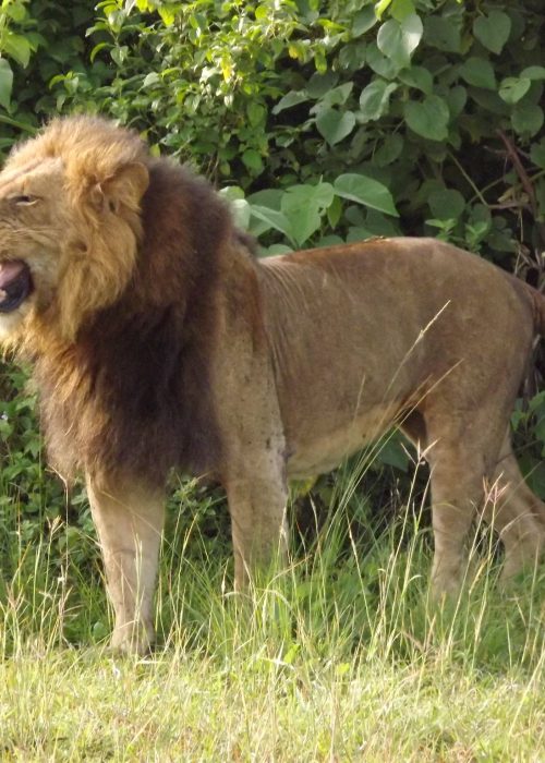 Lion Tracking in Queen Elizabeth