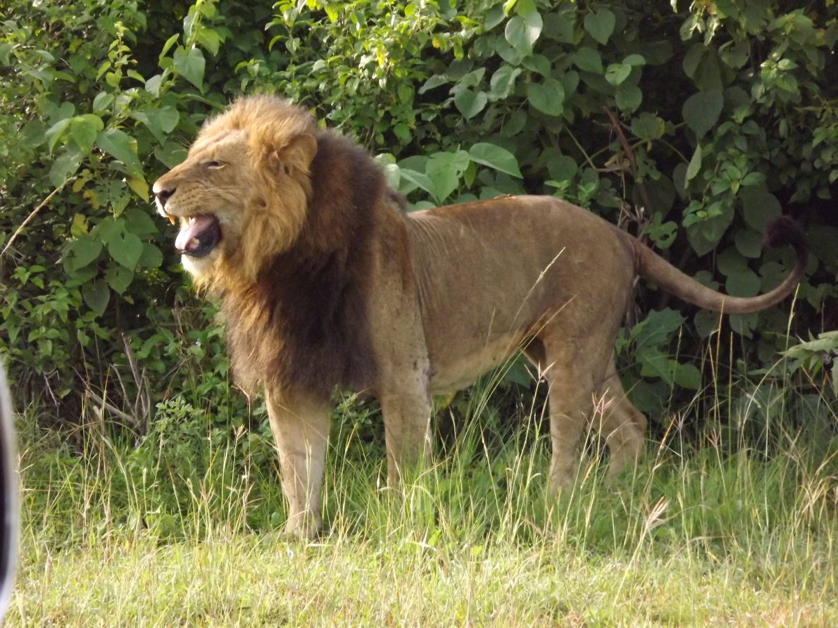 Lion Tracking in Queen Elizabeth