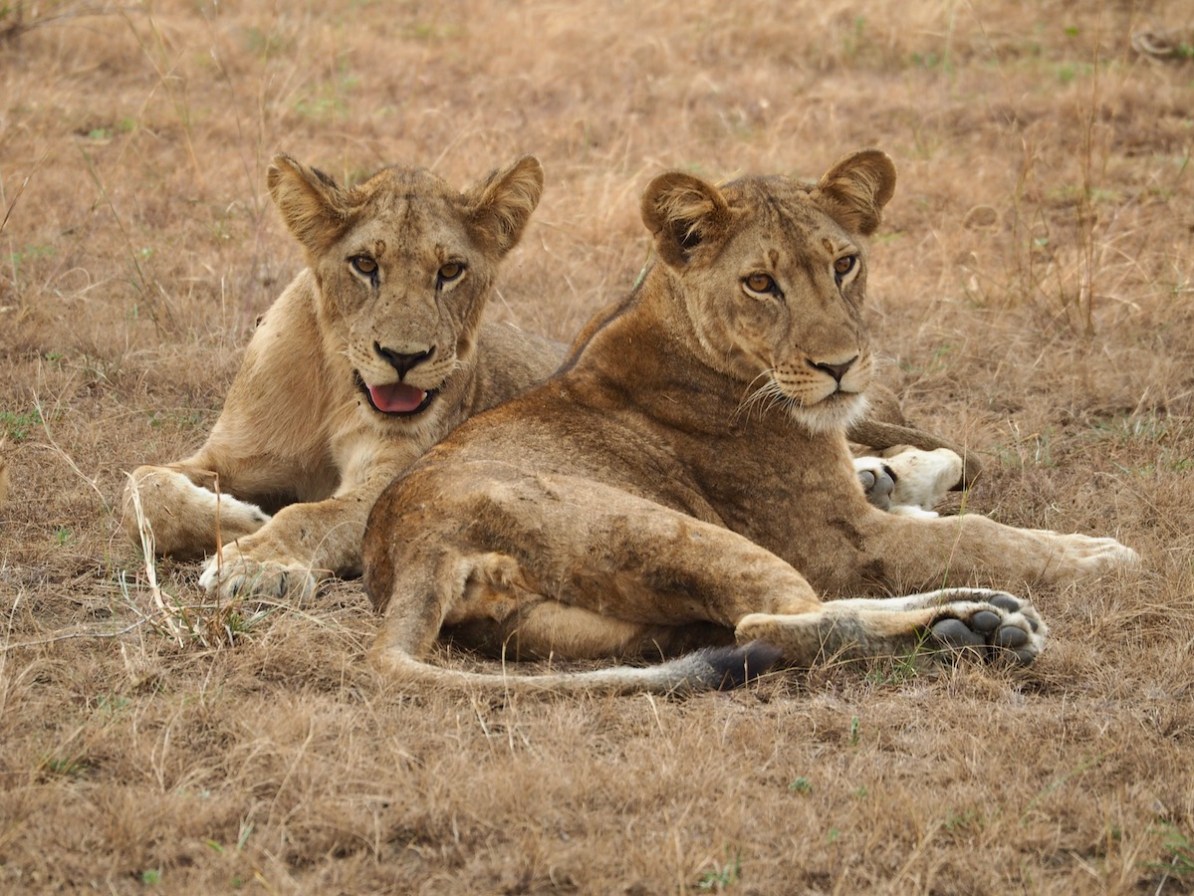 Lion Tracking