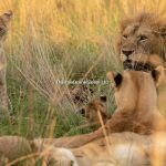 The Big Five Safaris Adventure