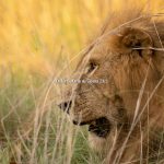 The Big Five Safaris Adventure