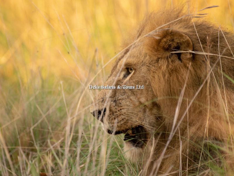 The Big Five Safaris Adventure