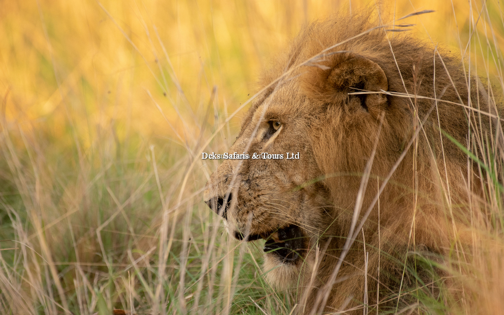 The Big Five Safaris Adventure