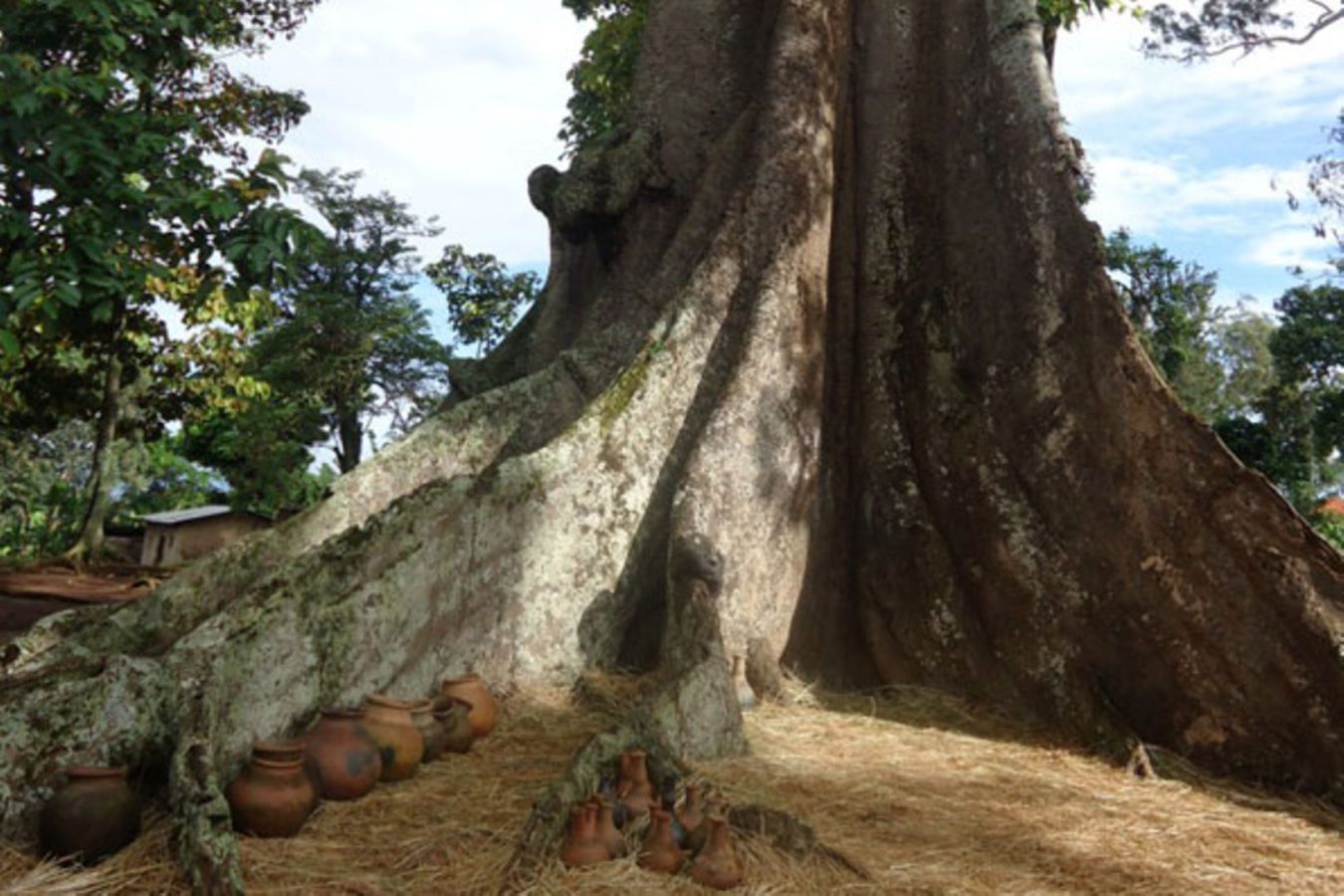 Nakayima Tree