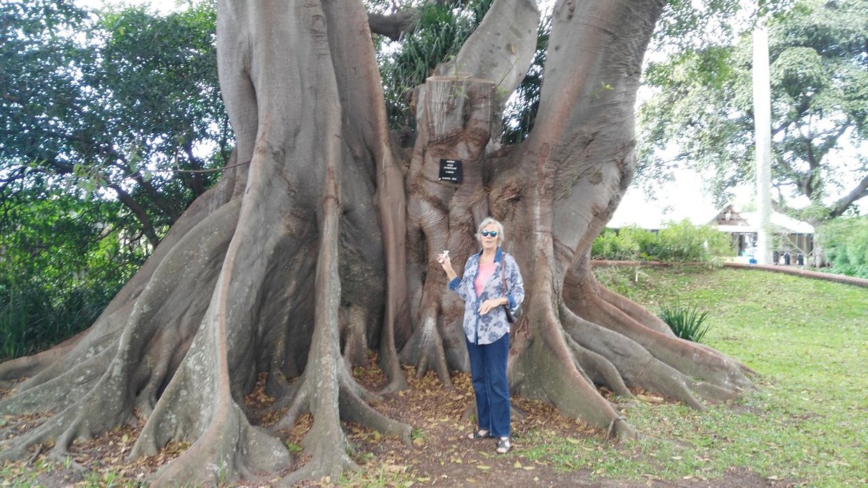 Nakayima Tree