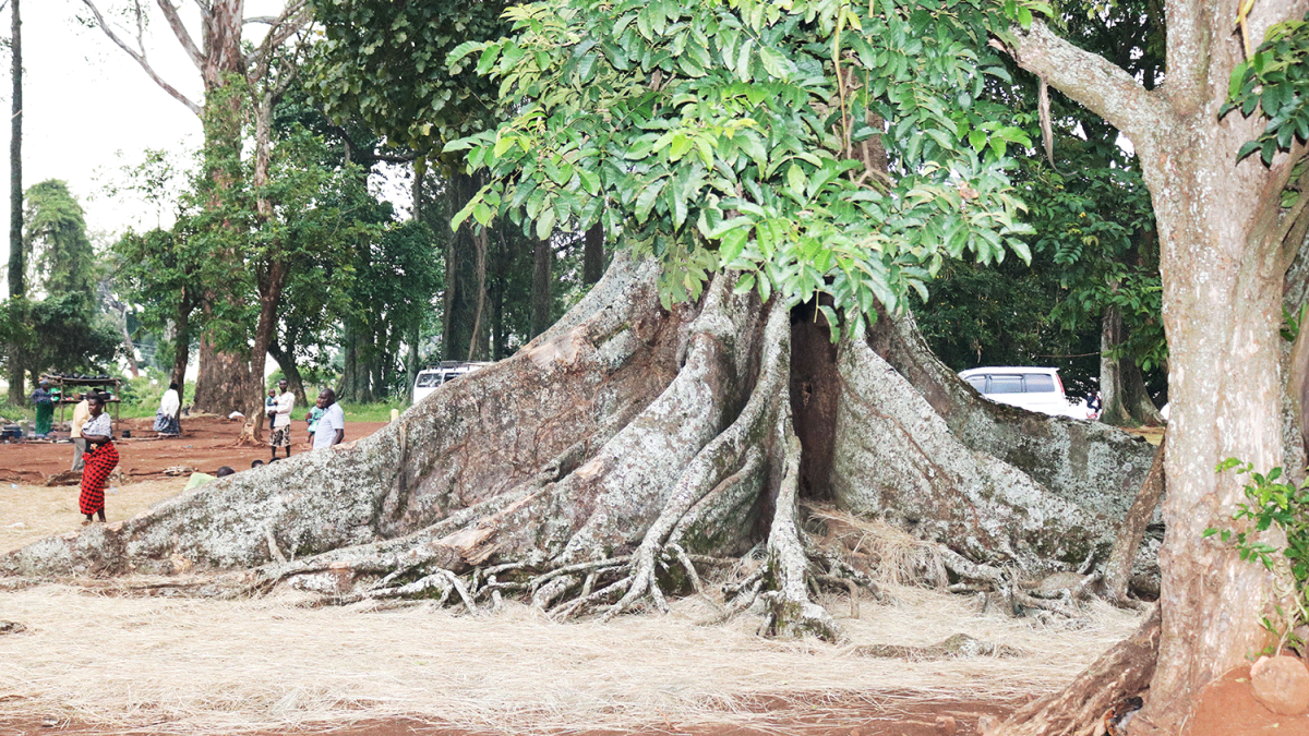 Nakayima Tree