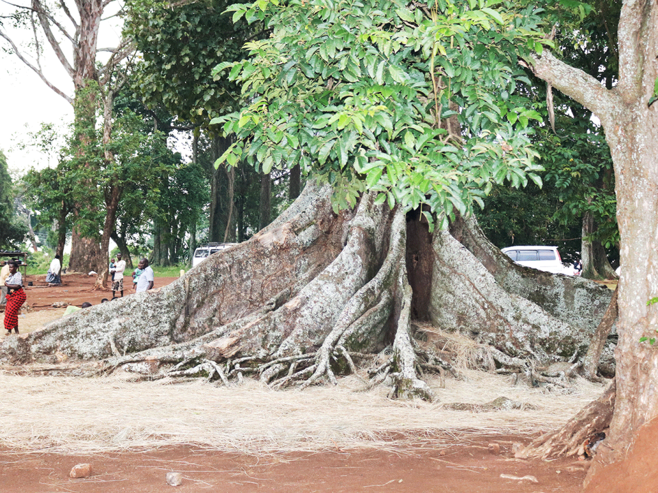 Nakayima Tree