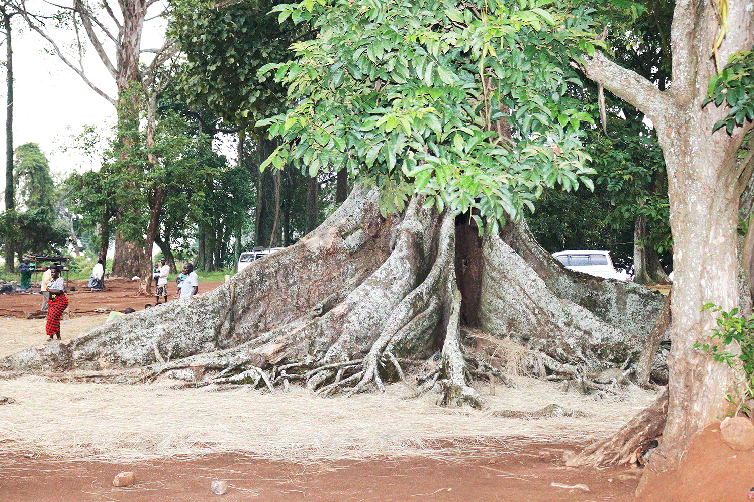 Nakayima Tree