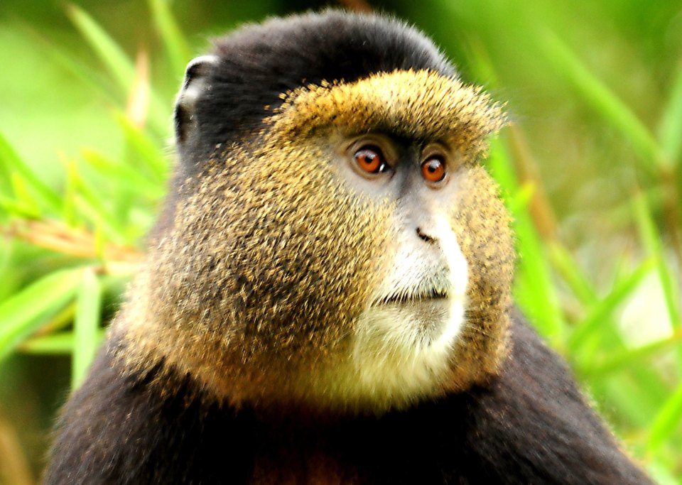 Uganda Gorilla & Golden Monkey Tracking 4-Day Safari