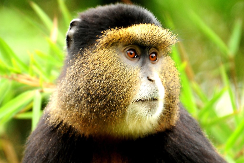 Golden Monkey Tracking in Volcanoes National Park