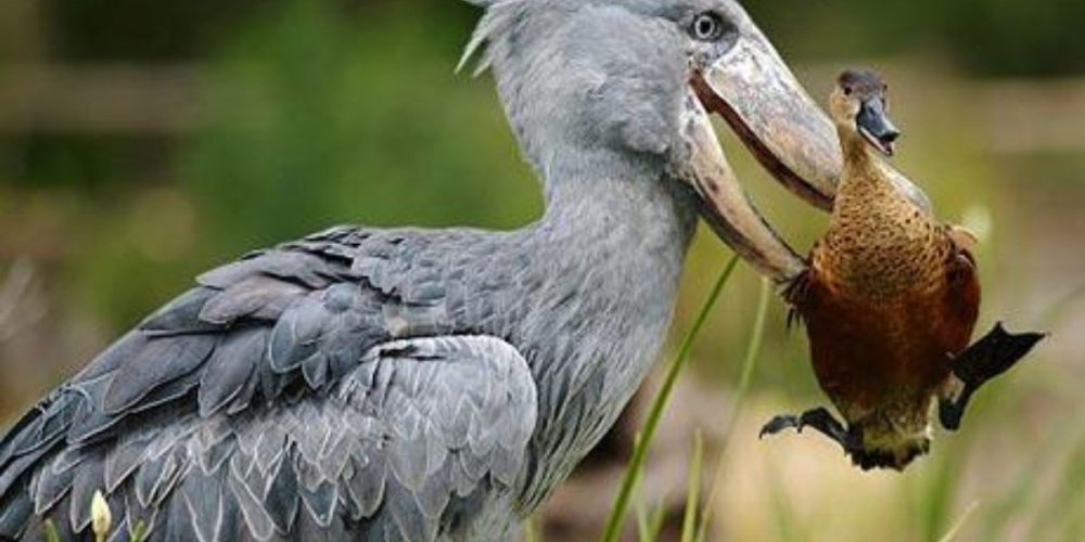 Bird Watching in Uganda