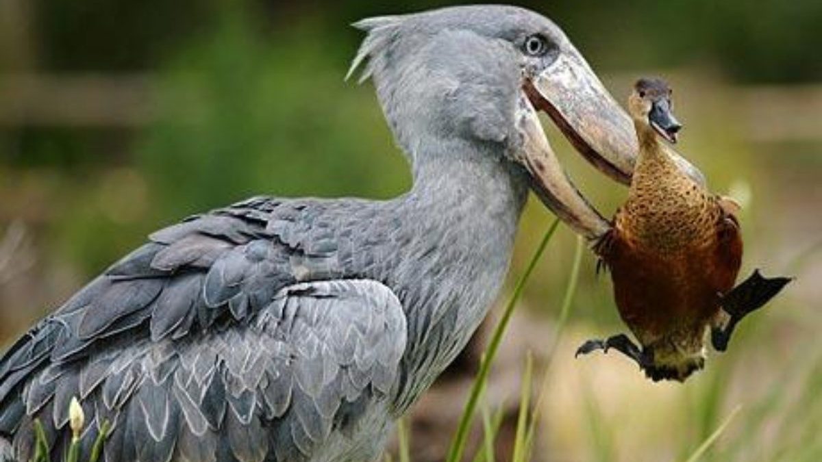 Bird Watching in Uganda