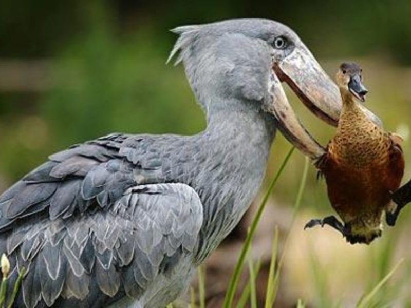 Bird Watching in Uganda