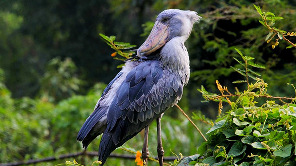 Bird Watching Safaris Tour in Uganda