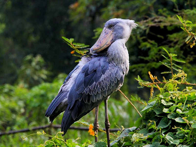Bird Watching Safaris Tour in Uganda