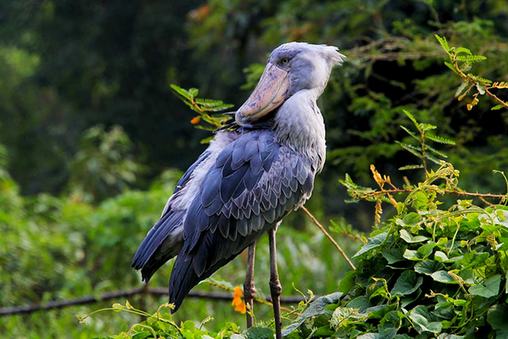 Bird Watching Safaris Tour in Uganda