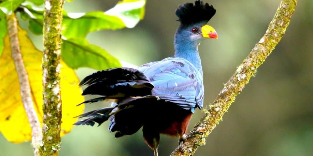 Birding Safaris in Uganda