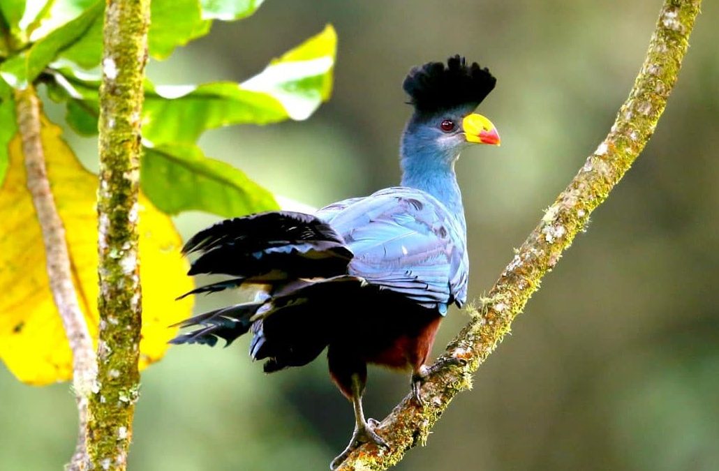 Birding Safaris in Uganda