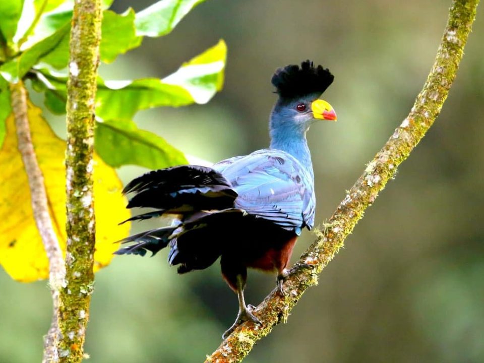 Birding Safaris in Uganda