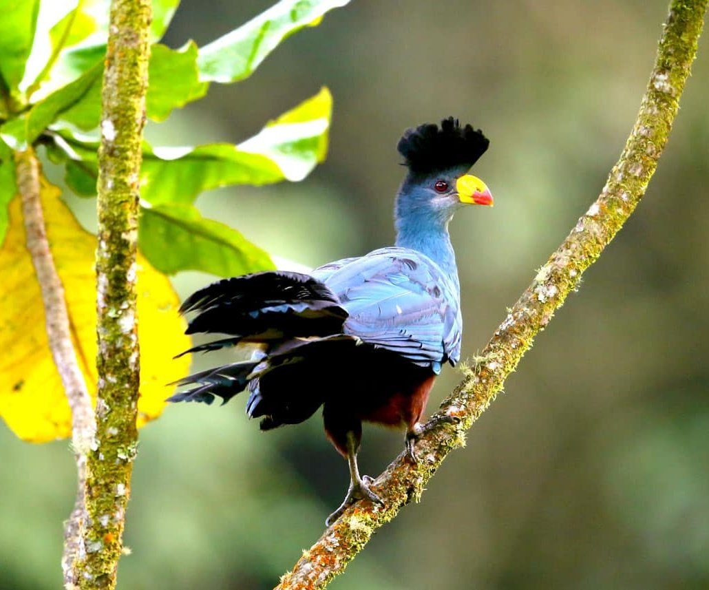 Birding Safaris in Uganda