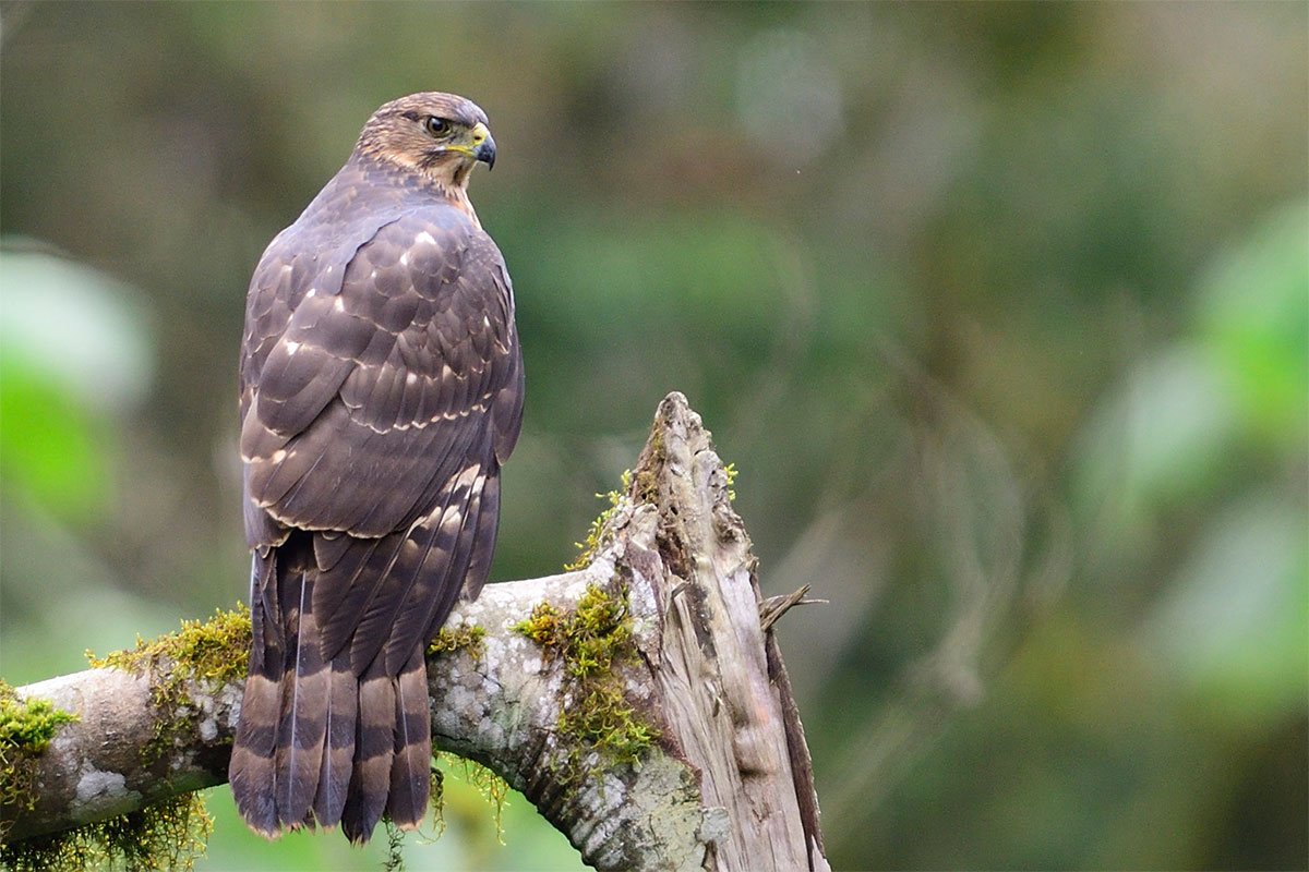 Bird Watching in Uganda