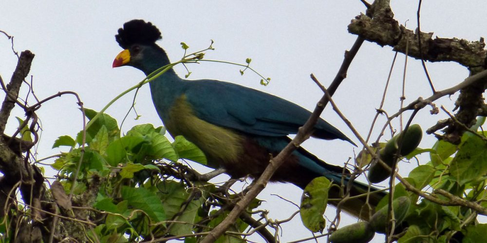 Birding Safaris in Uganda