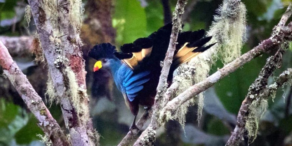 Birding Safaris in Uganda