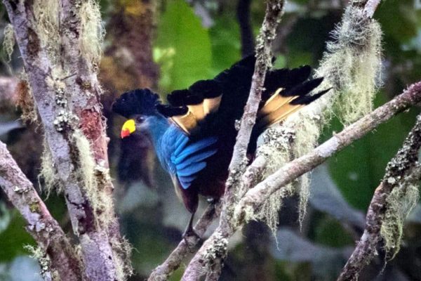 Birding Safaris in Uganda