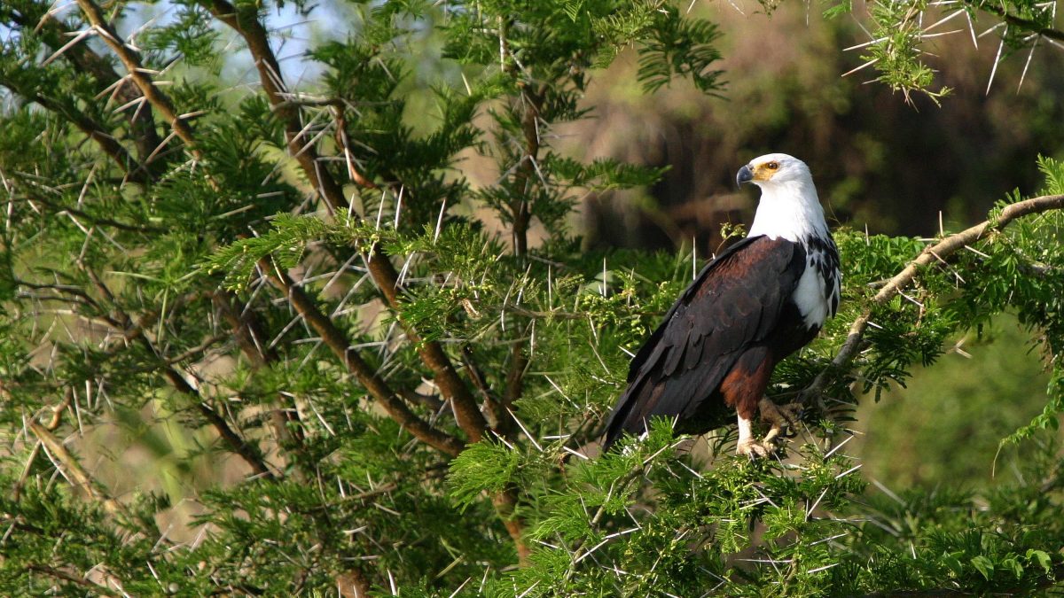 Birding Safaris in Uganda