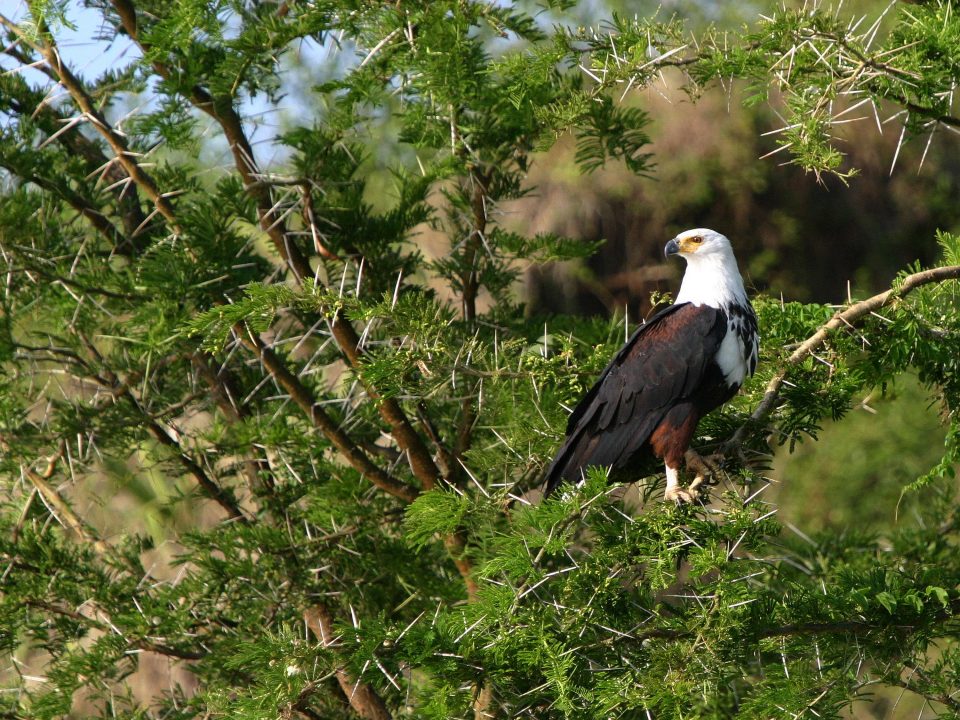 Birding Safaris in Uganda