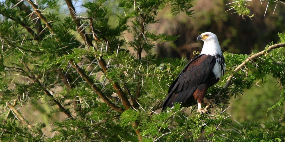 Birding Safaris in Uganda