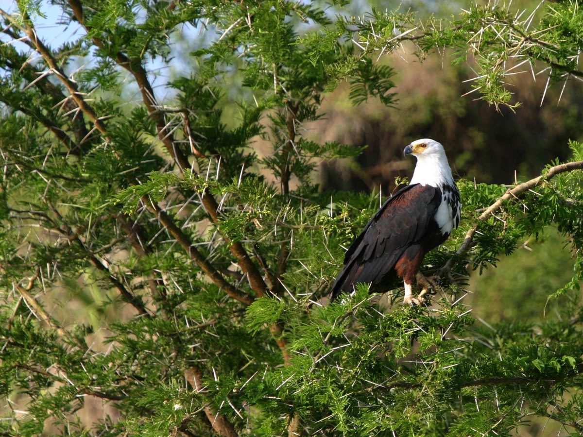 Is Birding Safari in Uganda Suitable for Beginners