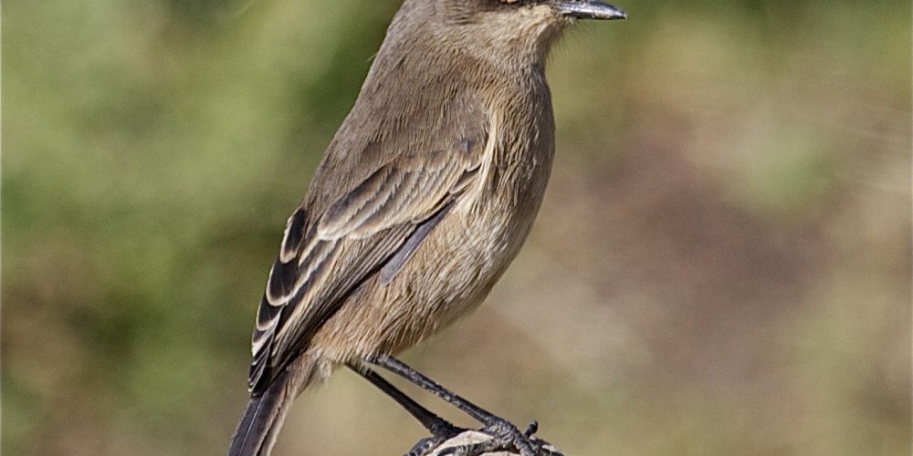Birding Safaris Tour in Uganda