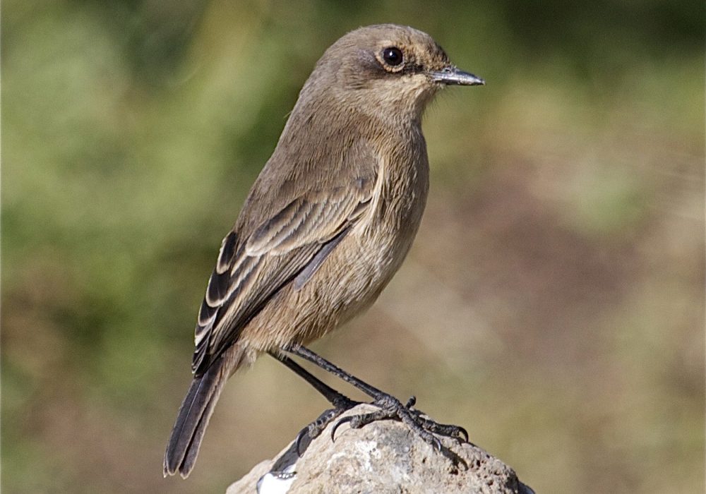 Birding Safaris Tour in Uganda