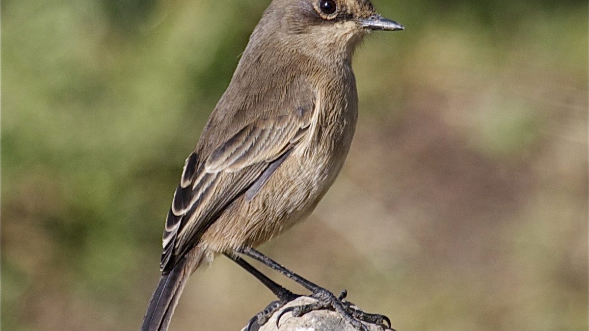 Birding Safaris Tour in Uganda