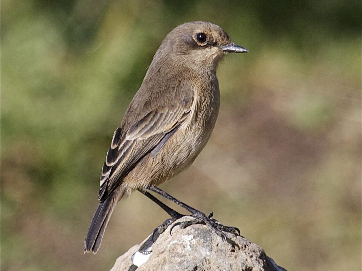 Birding Safaris Tour in Uganda