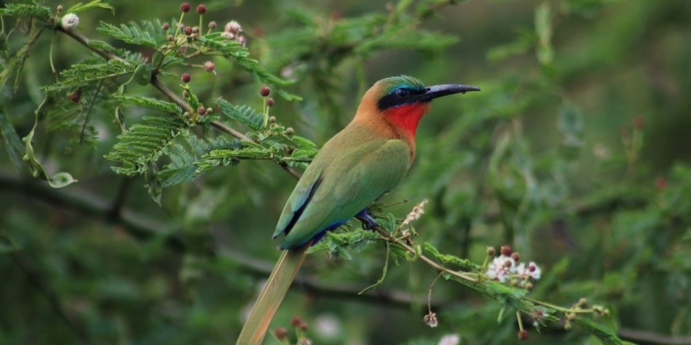 Bird Watching in Mabira Forest