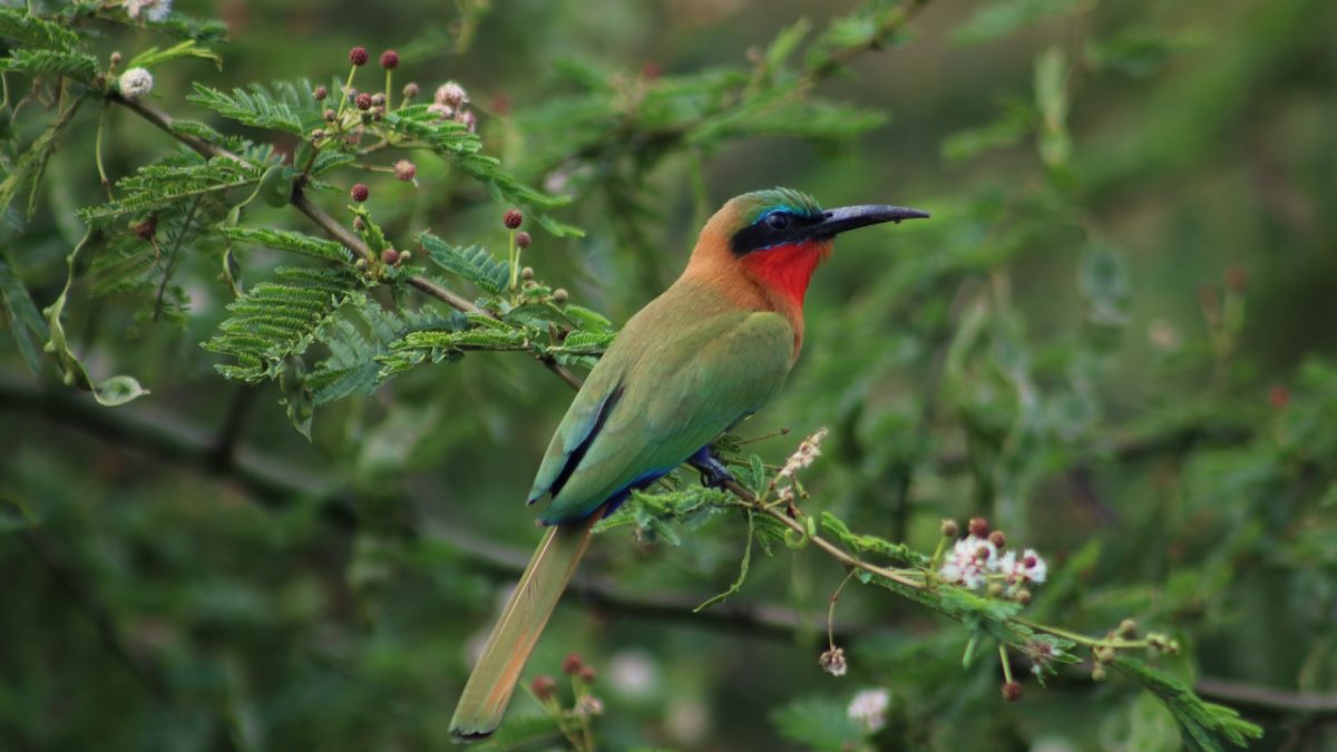 Bird Watching in Mabira Forest