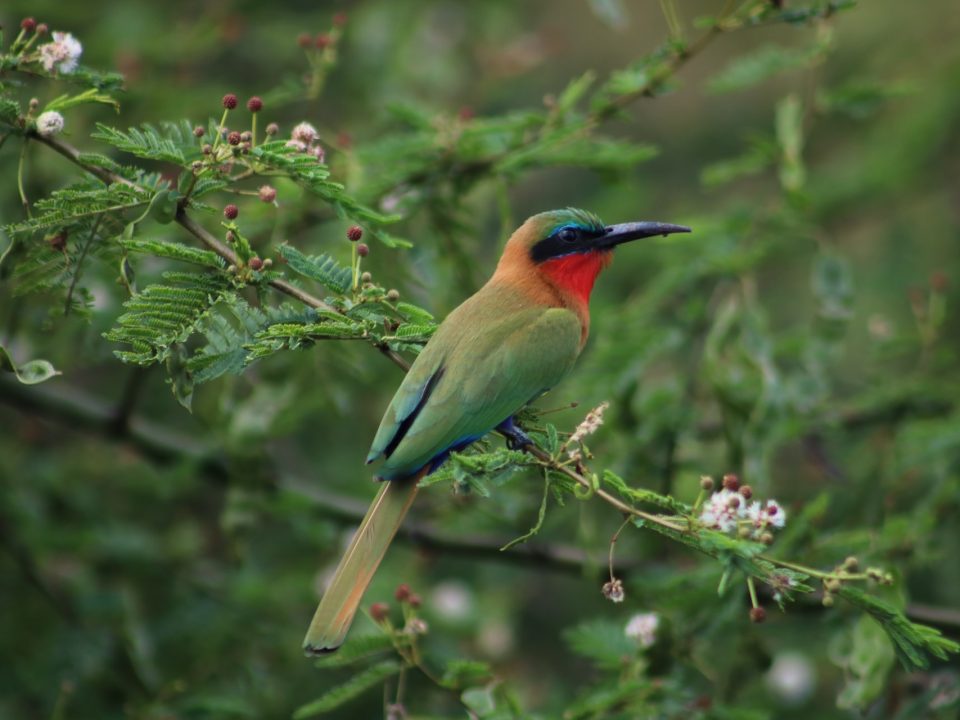 Bird Watching in Mabira Forest