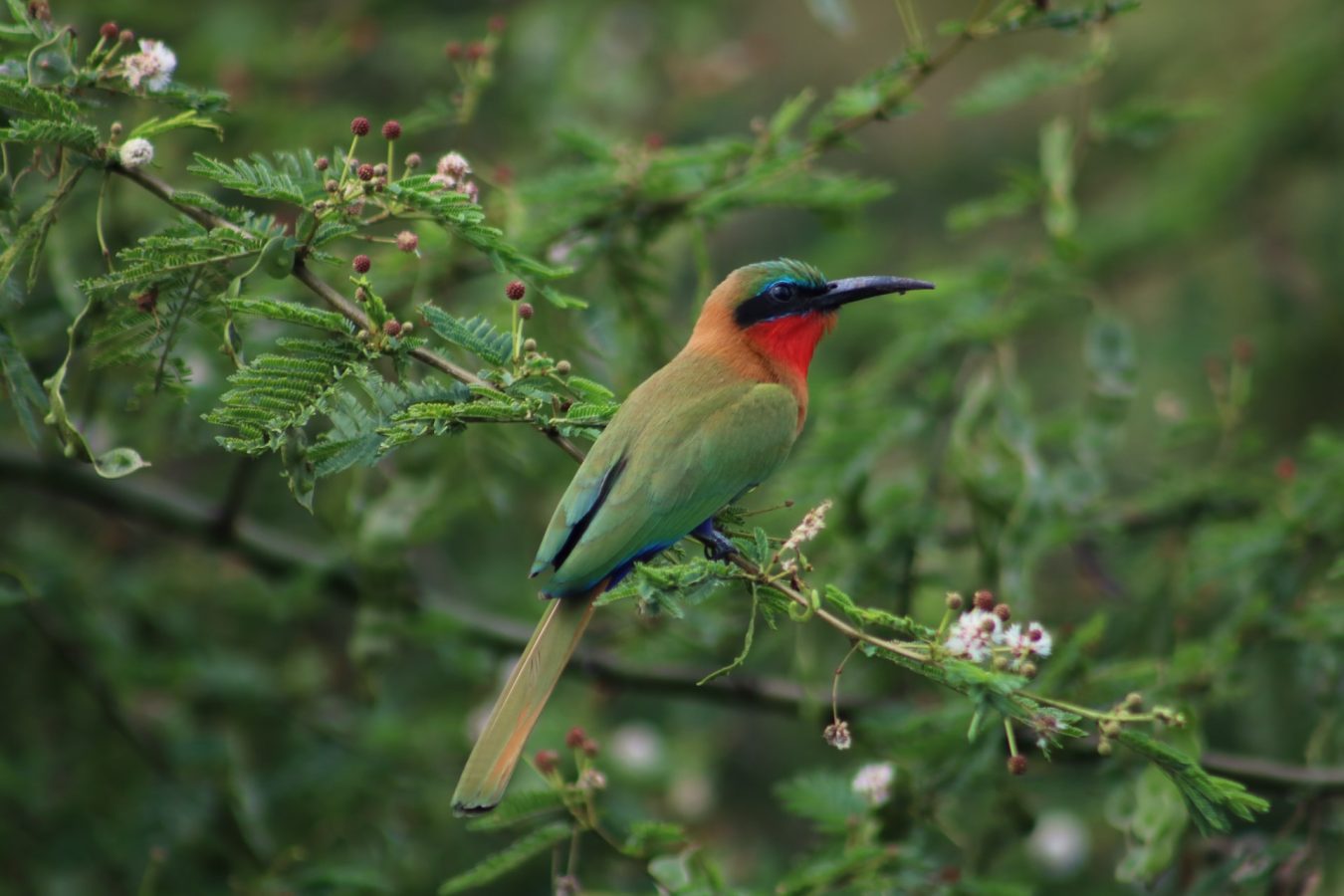 Bird Watching in Mabira Forest