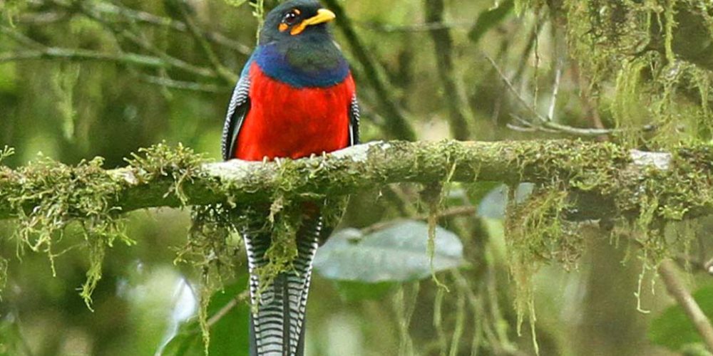 Bird Watching in Uganda